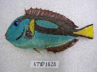 藏品(擬刺尾鯛)的圖片